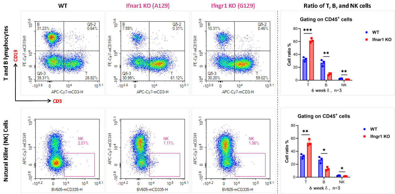 AG129小鼠 AG129小鼠