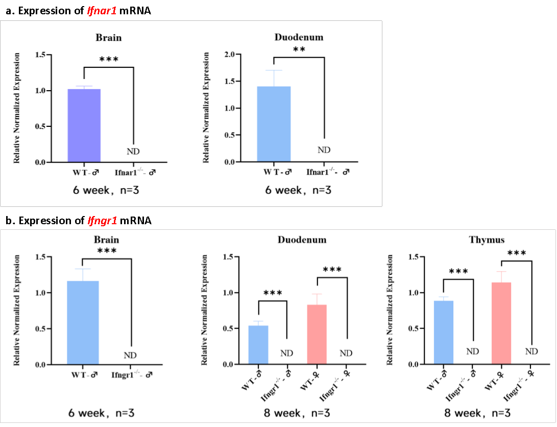 AG129小鼠 AG129小鼠