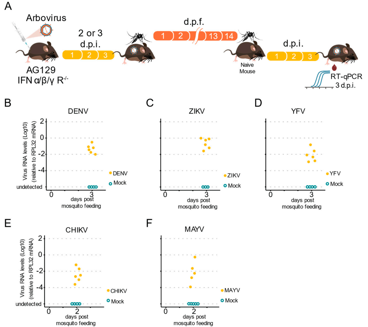 AG129小鼠 AG129小鼠