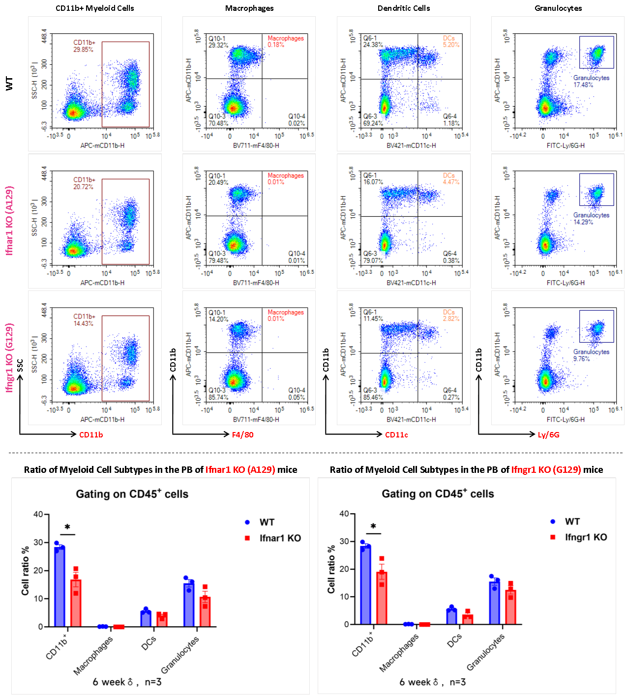 AG129小鼠 AG129小鼠