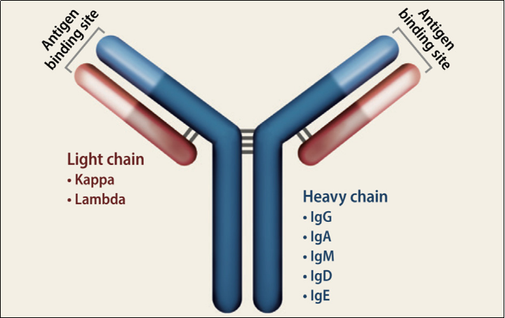 B6-Igl KO小鼠：B细胞发育和抗体多样性研究模型
