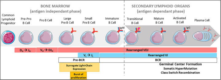 B6-Igl KO小鼠：B细胞发育和抗体多样性研究模型