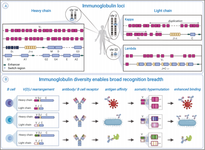 B6-Igl KO小鼠：B细胞发育和抗体多样性研究模型