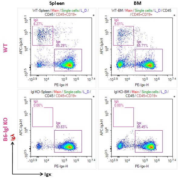 B6-Igl KO小鼠：B细胞发育和抗体多样性研究模型