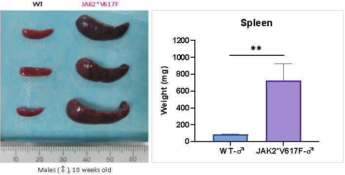 JAK2*V617F小鼠