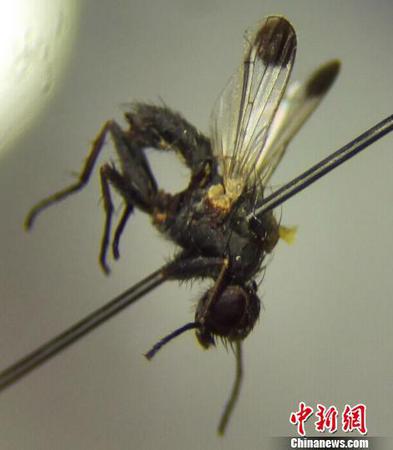 珠海截获能传播乙肝的蚊子