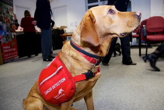 汪星人闻闻尿液就能嗅出癌症 准确率高达93%