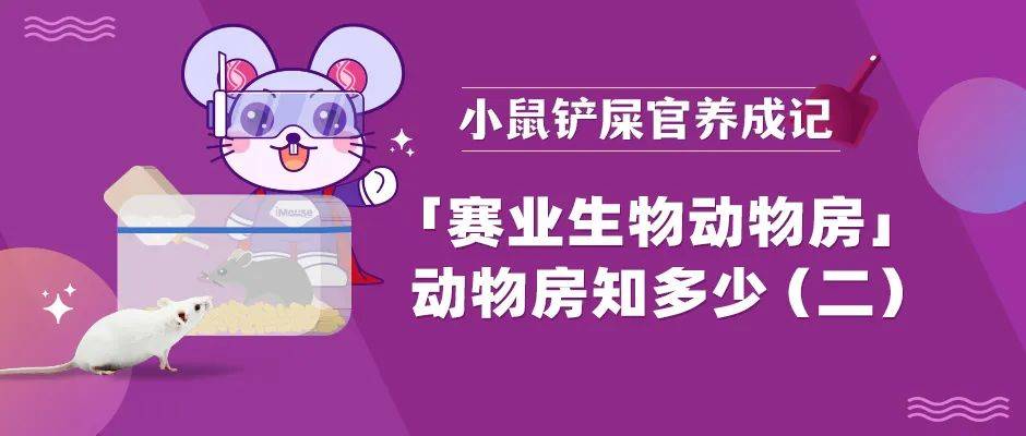 如何构建小鼠的温馨家园