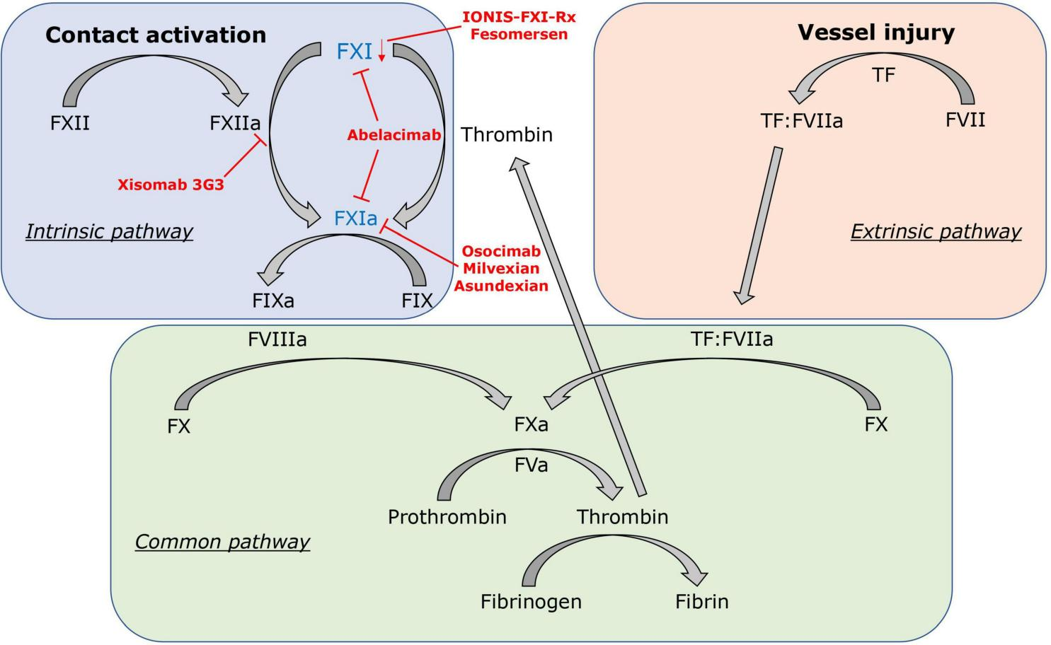诺华31亿重金回购FXI靶向疗法，F11“人源化”小鼠助力终结【抗凝出血】难题