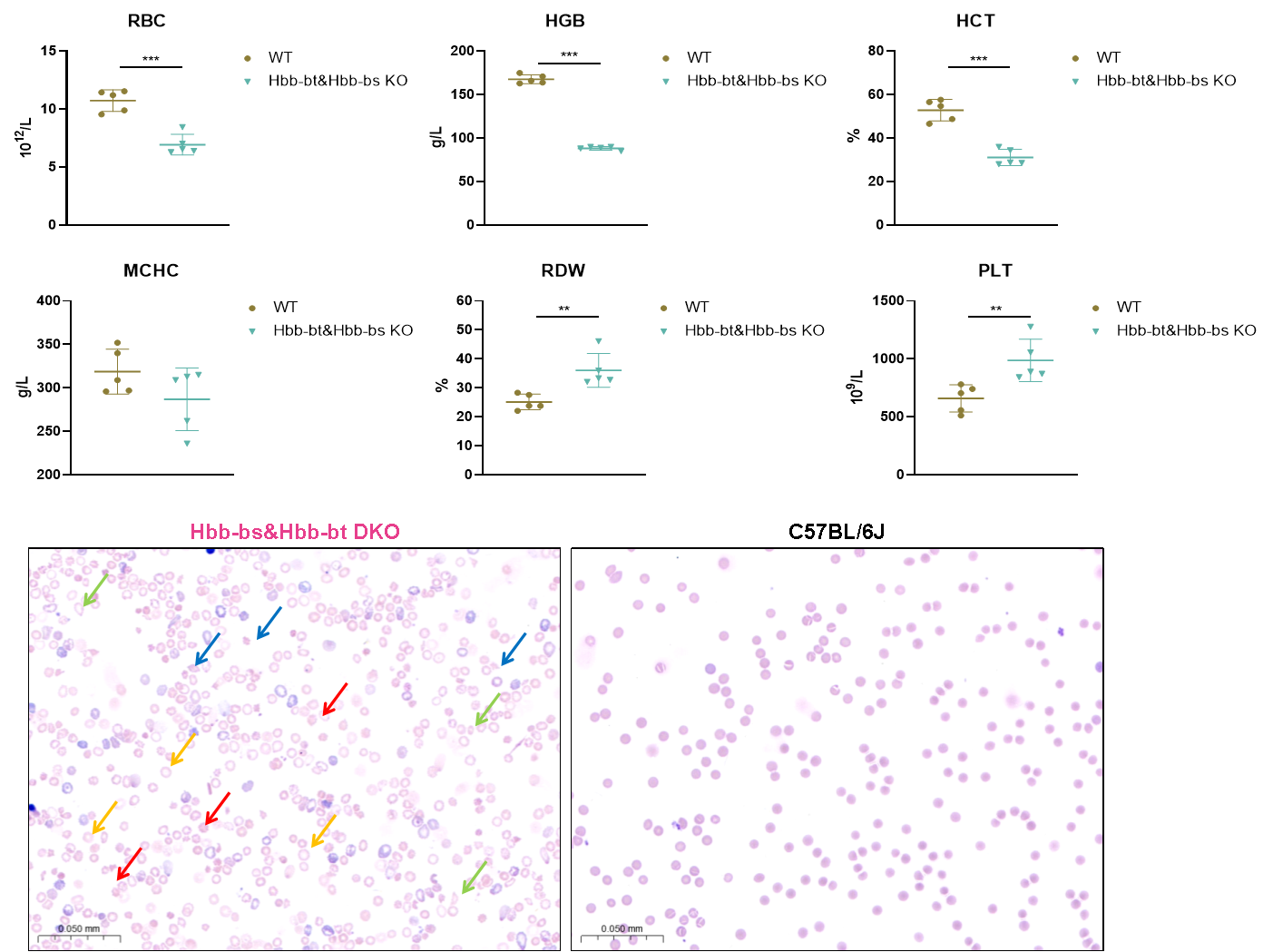 F11“人源化”小鼠