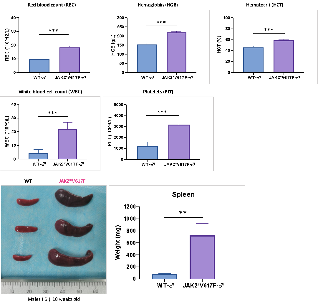 F11“人源化”小鼠