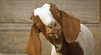 西北农林科技大研究分析奶山羊精原细胞miRNA表达谱