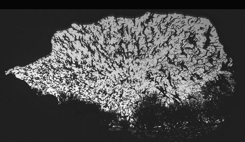 蝙蝠:谁说我只玩超声波 鸣叫研究为了解翼手目动物打开一扇窗