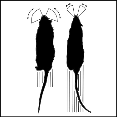 Current Biology:大鼠胡须的功能类似于人类使用双手和手指