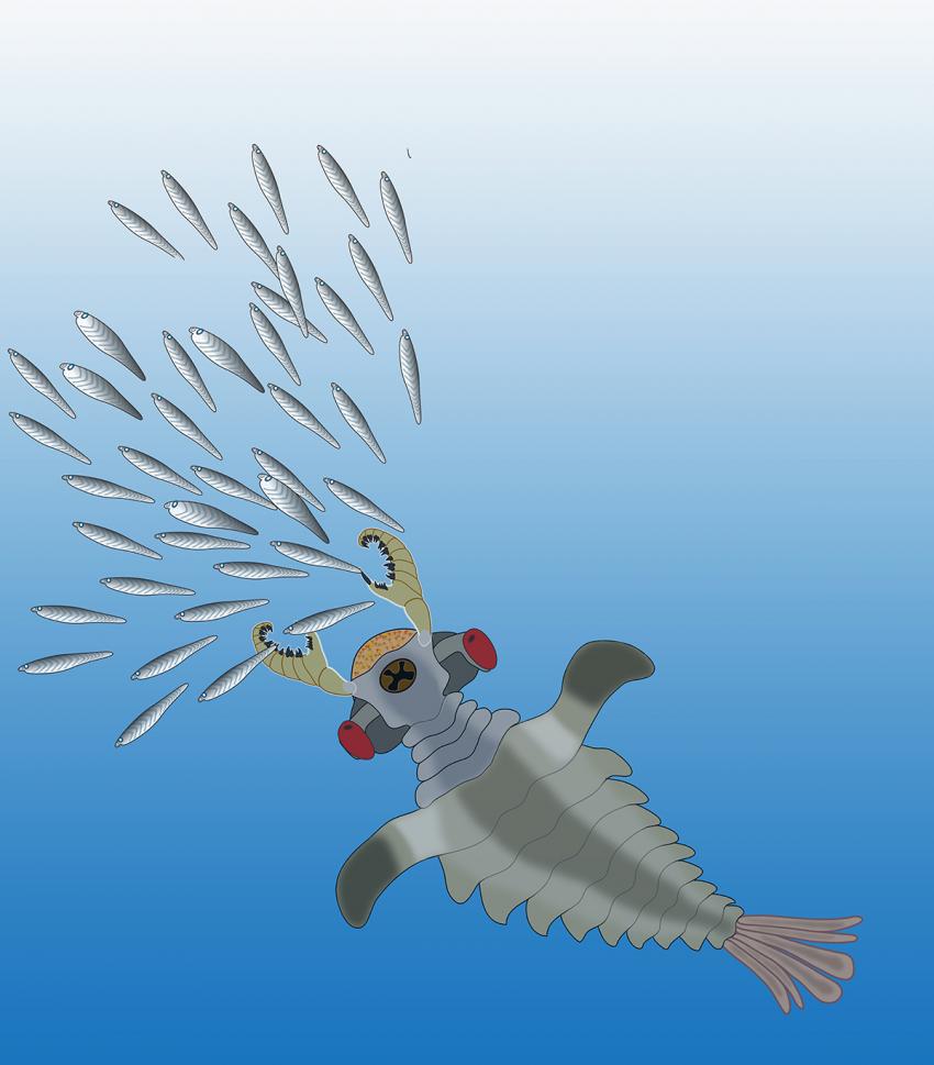 Lyararapax在下寒武统追逐原始鱼类的透视图。