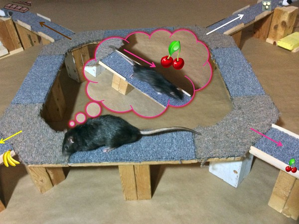 小鼠后悔糟糕的决定