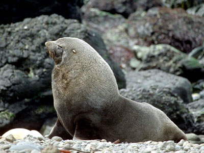 Nature:气候变化已影响南极海狗生存 Nature:气候变化已影响南极海狗生存