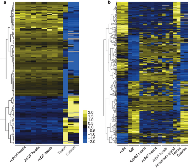 Nature:果蝇转录组的复杂性