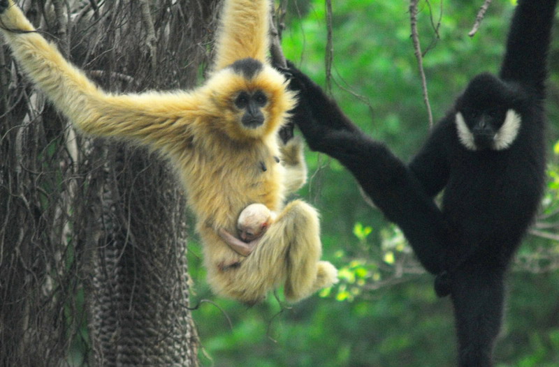 Nature封面故事:白颊长臂猿的基因组