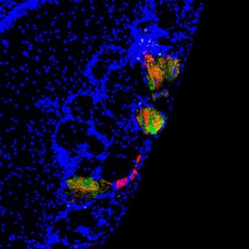 Science:华裔学者表明哺乳动物的嗅觉系统重塑性短暂
