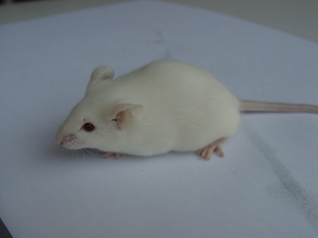 南京大学揭示Wdr1因子调控肌纤维形成及维持的机制