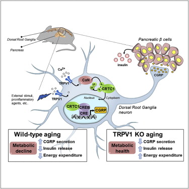 Cell:美国加州大学研究发现感觉不到疼痛的小鼠寿命更长