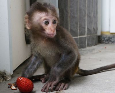 小猴熟悉环境后不怕生，充满好奇心的在竹崎消防分队内爬上爬下。