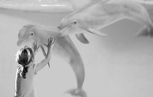 如果水族馆没有海豚…… 海洋高级哺乳动物圈养问题引学界争论