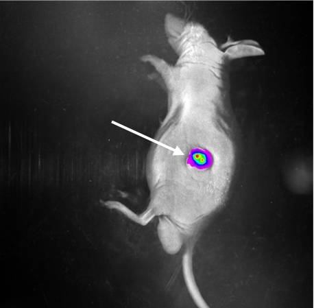 QQ 截图 20180628085033