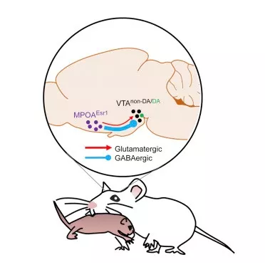 QQ 截图 20180530132654