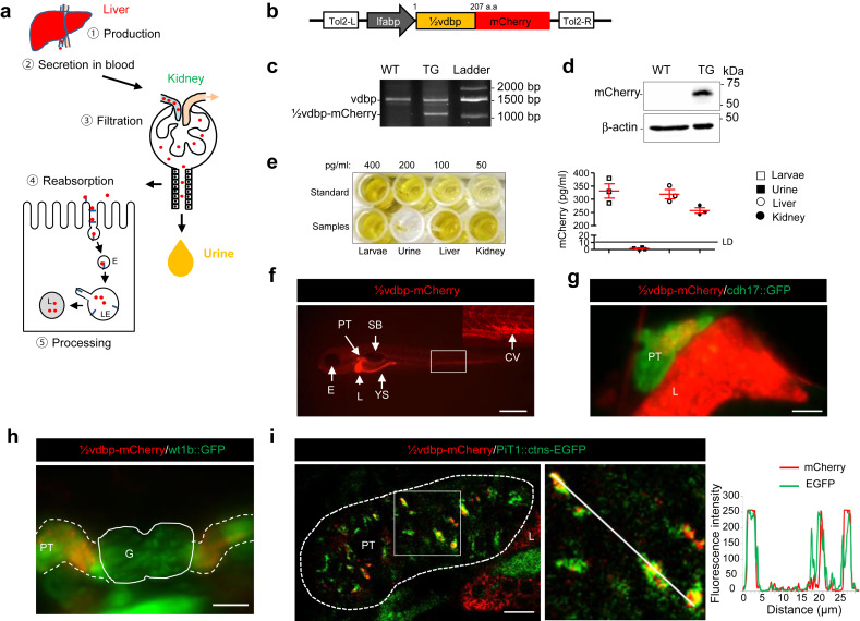 5c082e3fb108a7b7c6759570f4280cbc_1-s20-S0085253819311585-gr2.jpg 5c082e3fb108a7b7c6759570f4280cbc_1-s20-S0085253819311585-gr2.jpg