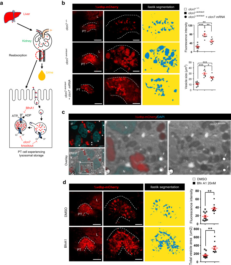 365c42f2b89e961211d275983c229a59_1-s20-S0085253819311585-gr4.jpg 365c42f2b89e961211d275983c229a59_1-s20-S0085253819311585-gr4.jpg