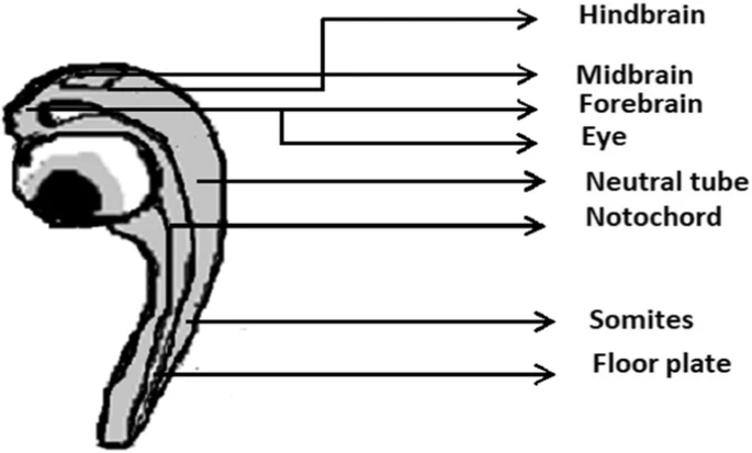 02d75496bcf50e6b8dd9c60993620910_41936_2020_189_Fig1_HTML.png
