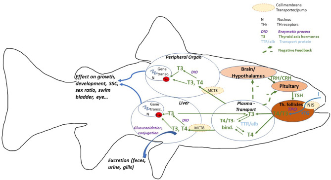 1-s20-S0269749121009568-gr1.jpg 1-s20-S0269749121009568-gr1.jpg