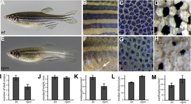 1-s20-S0960982219315039-gr1.jpg 1-s20-S0960982219315039-gr1.jpg