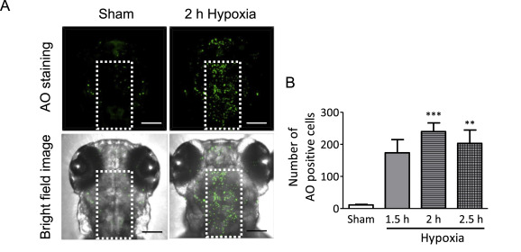 1-s20-S1347861321000621-gr2.jpg 1-s20-S1347861321000621-gr2.jpg