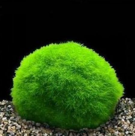 水生所在衣藻中建立人工miRNA基因敲降技术平台