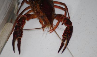 Science:淡水螯虾也能够拥有和人类那样的焦虑行为