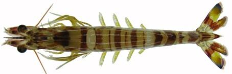 miR-100介导的细胞凋亡帮助对虾抗病毒