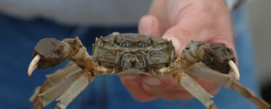 上海海洋大学首次鉴定蟹卵巢小RNA组