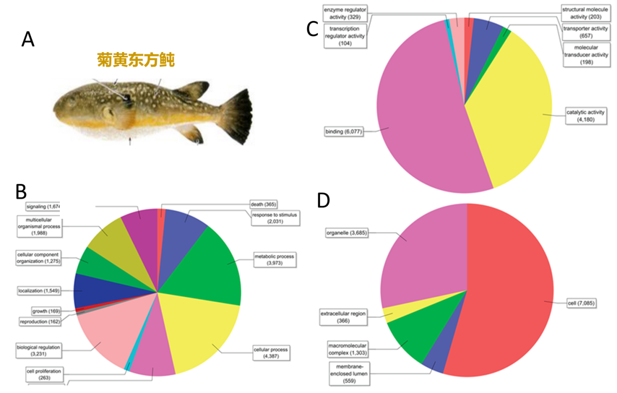 中科院海洋所绘制完成菊黄东方鲀基因组草图