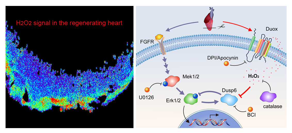 Cell Res:过氧化氢促进斑马鱼心脏再生机制