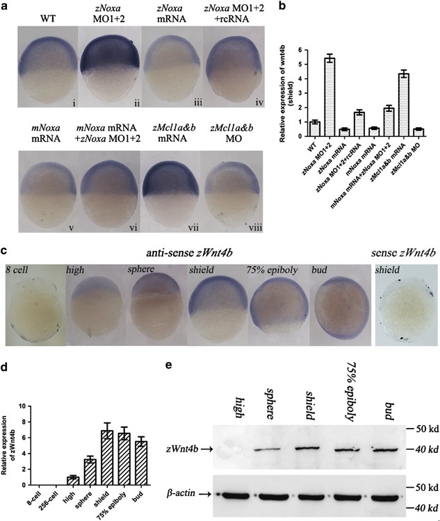 水生所揭示Noxa蛋白在斑马鱼胚胎发育中的双重功能