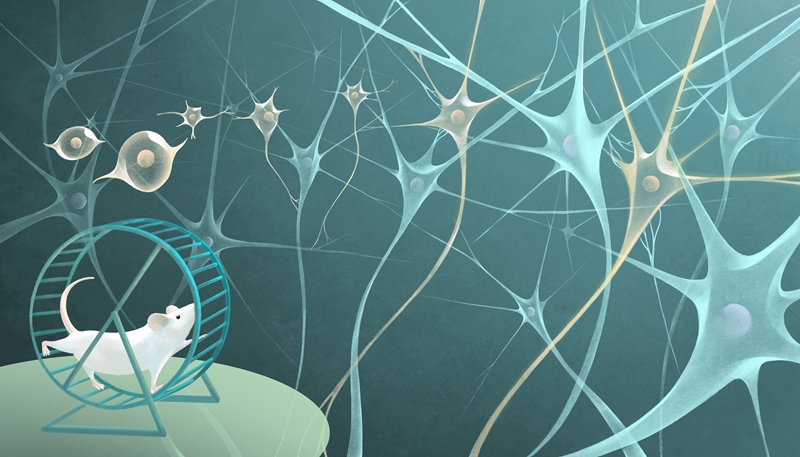 小鼠实验.jpg 小鼠实验.jpg