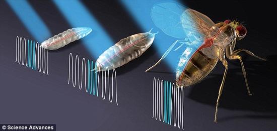 该技术能够调节果蝇的心律失常症状,使心跳稳定下来,日后或许能起到代替心脏起搏器的作用。