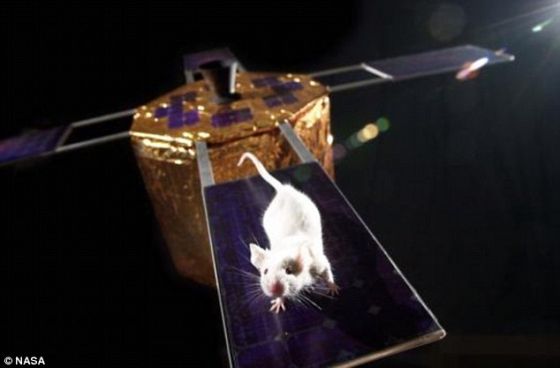 9月21日,美国宇航局的科学家将10只转基因老鼠送上国际空间站。这些老鼠缺少正常老鼠拥有的一种基因,被称之为“肌肉环指蛋白1”(MuRF-1)。这种基因可导致肌肉退化。科学家希望在微重力环境下对转基因老鼠进行分析,利用分析发现研发对抗肌肉流失的药物。 9月21日,美国宇航局的科学家将10只转基因老鼠送上国际空间站。这些老鼠缺少正常老鼠拥有的一种基因,被称之为“肌肉环指蛋白1”(MuRF-1)。这种基因可导致肌肉退化。科学家希望在微重力环境下对转基因老鼠进行分析,利用分析发现研发对抗肌肉流失的药物。