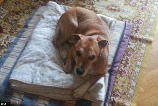 西班牙护士特雷莎·拉莫斯的宠物狗被确认执行安乐死。(图片来源:《每日邮报》)