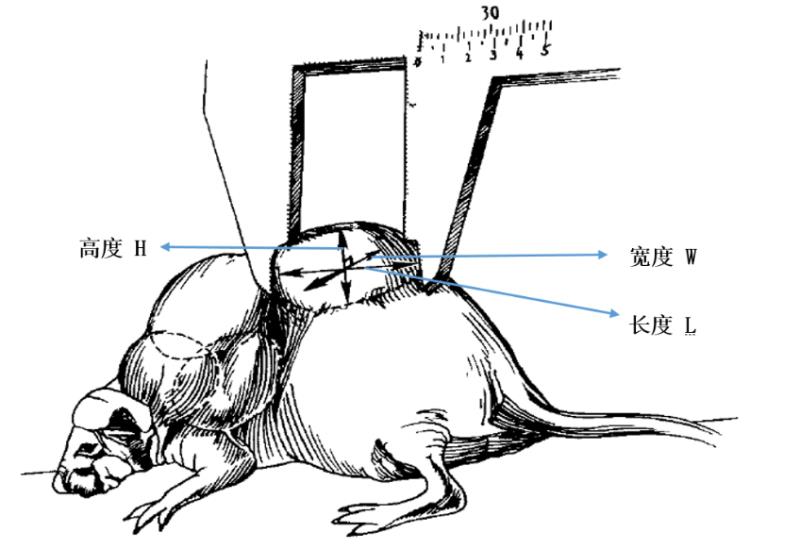 t2.jpg