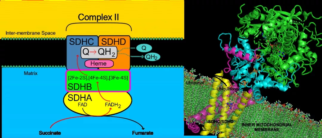 图2. SDHB的功能[2]