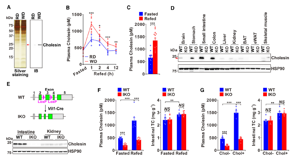 调节胆固醇稳态的新激素